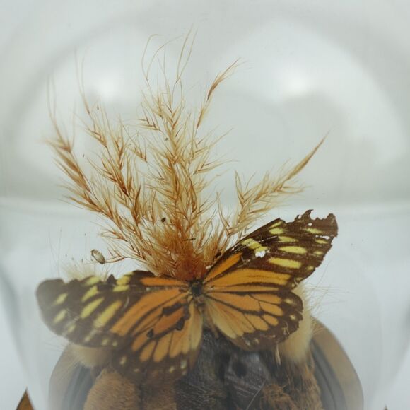 Monarch Butterfly Under Glass Dome Mounted on a Wood Base - Picture 5 of 8